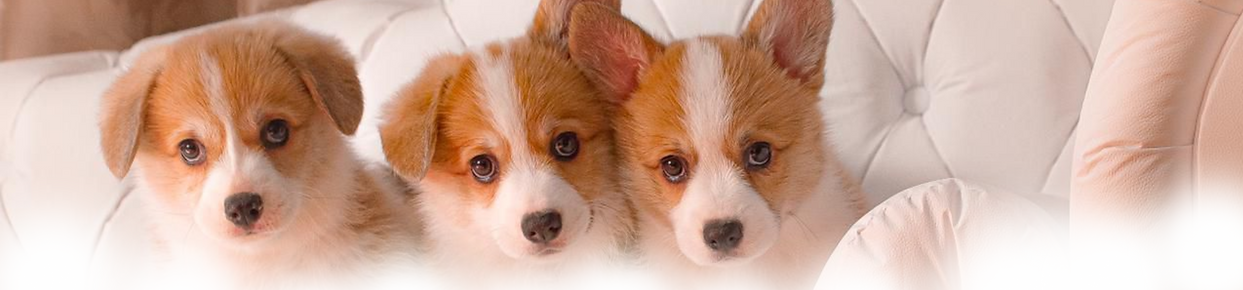 Banner Site Coleção Nova Minimalista Elegante (700 x 250 px) (1000 x 200 px) (240 x 120 px