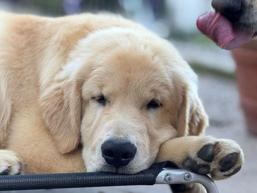 Como cuidar do pelo do Golden Retriever: dicas para manter a pelagem dourada sempre saudável