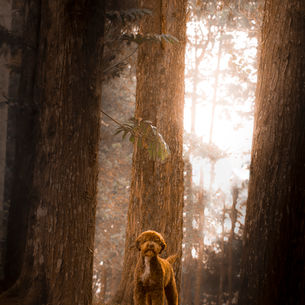 lagotto romagnollo no meio das arvores
