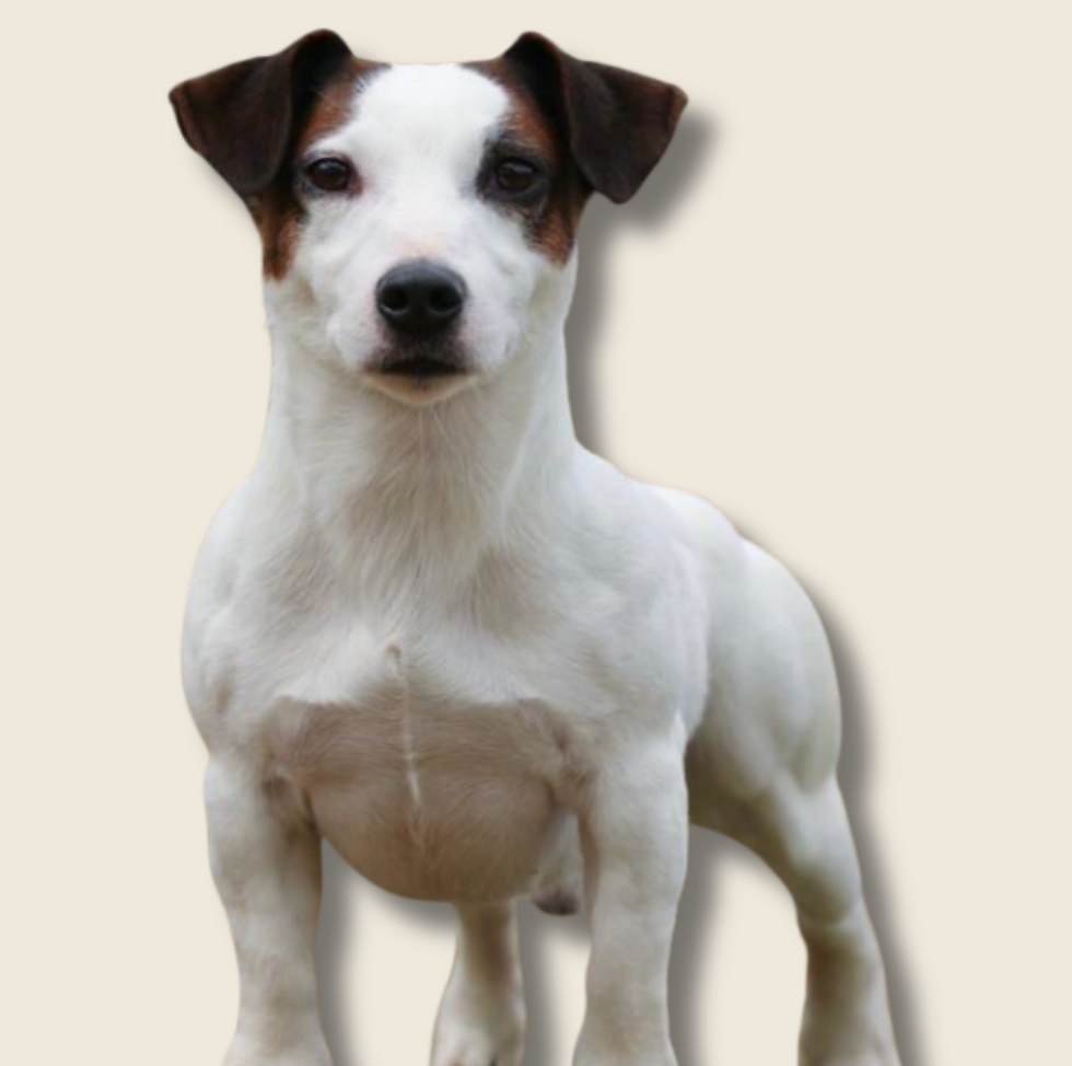jack russell terrier