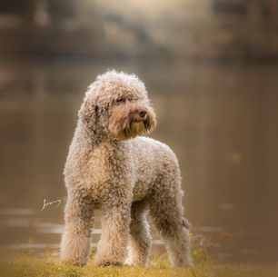 Lagotto Romagnolo: Conheça a Raça do Cão Farejador de Trufas que Conquista Famílias no Brasil