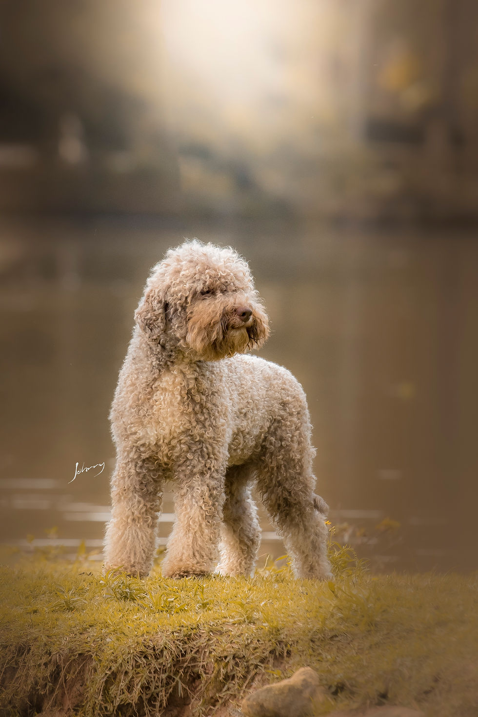 Cachorro com pelo encaracolado de cor clara observado à beira de um lago, em um parque. Brilho suave ao fundo. Paz e tranquilidade.