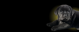 O Companheiro Perfeito Está Mais Perto do que Você Imagina (1).png