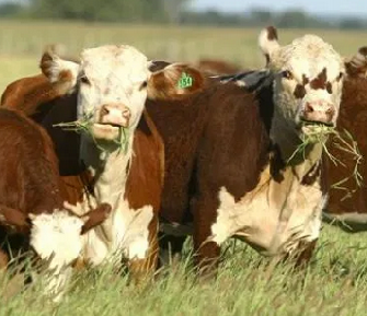 Científicos llaman a renovar el Acuerdo de París para transformar la agricultura