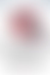 Blood Rose Rebellion