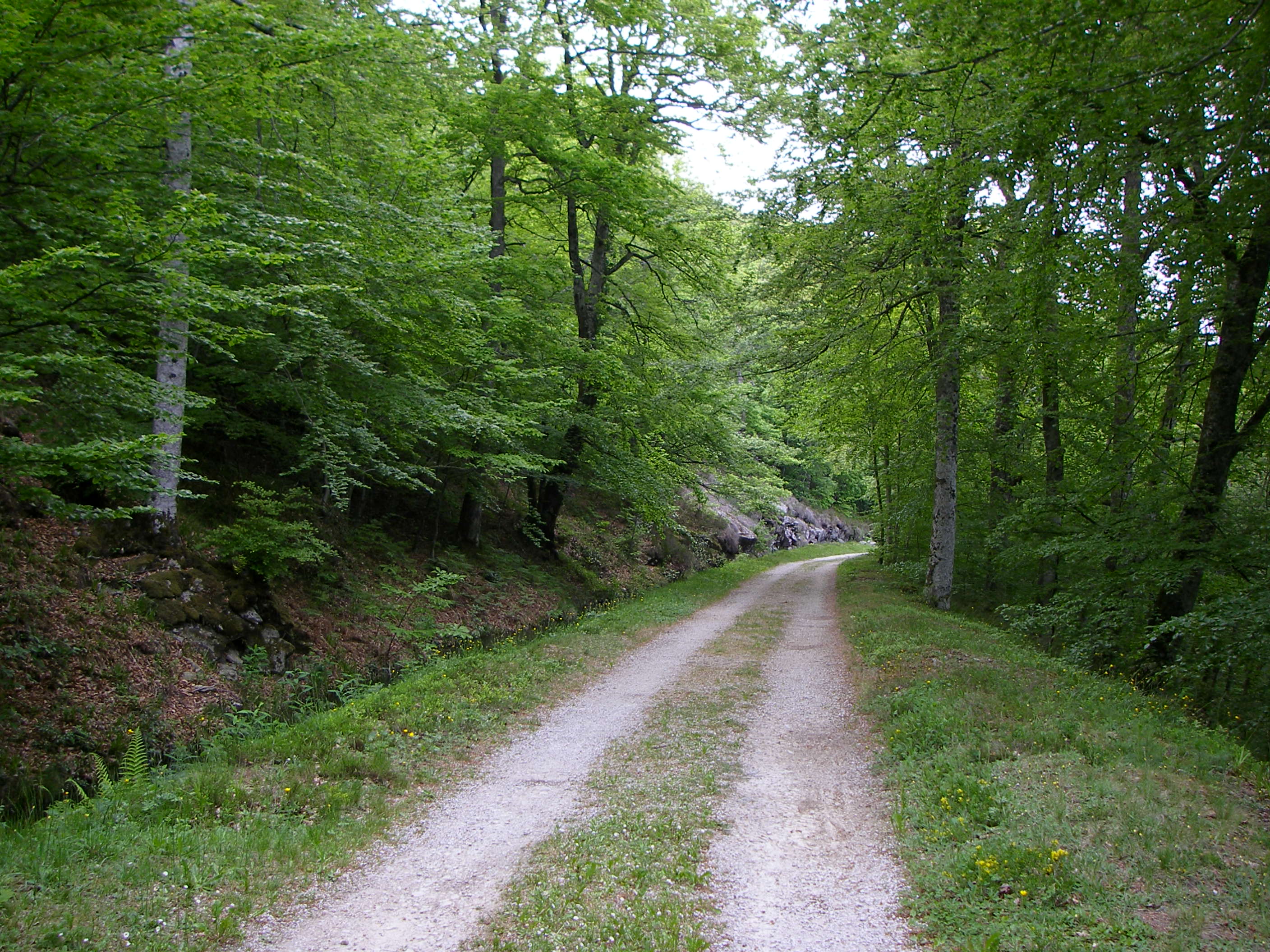 Foulées en Montagne Noire