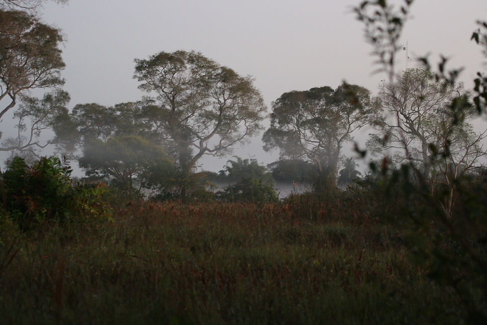 Early morning on the Pantanal