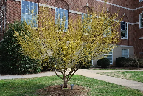 Cornelian Cherry Dogwood For Sale Discount Green Goods