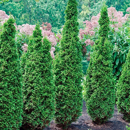 Indian Grass (Sorghastrum nutans).jpg