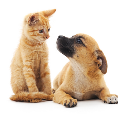 Design sans titre (2).png