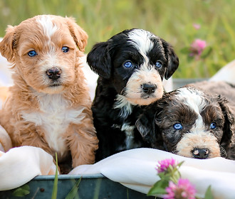 Puppyページです。 Puppy Gallery | Doodles Co
