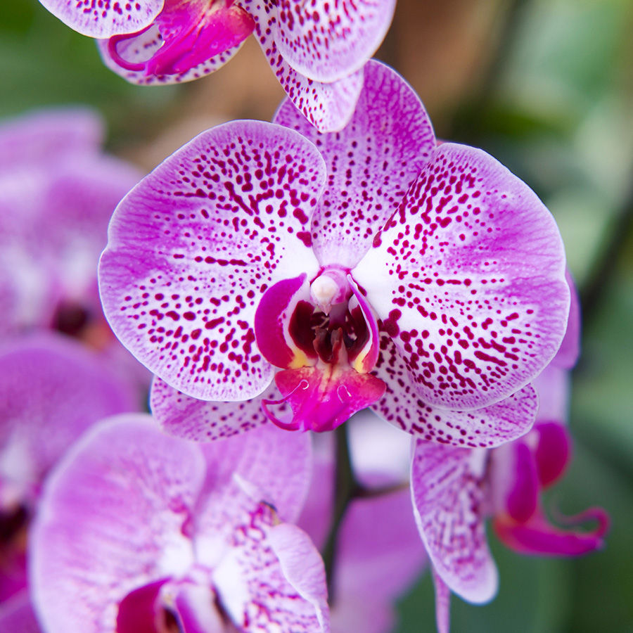 Miniatura: Orquídea Rosa sin base 