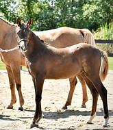 Chewy Inspection.jpg