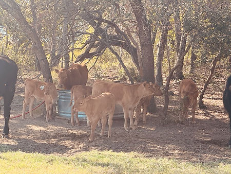 AKAUSHI - 6 CALVES & COWS AT WATER TROUGH - BEST PICTURE 10-25-24.jpg