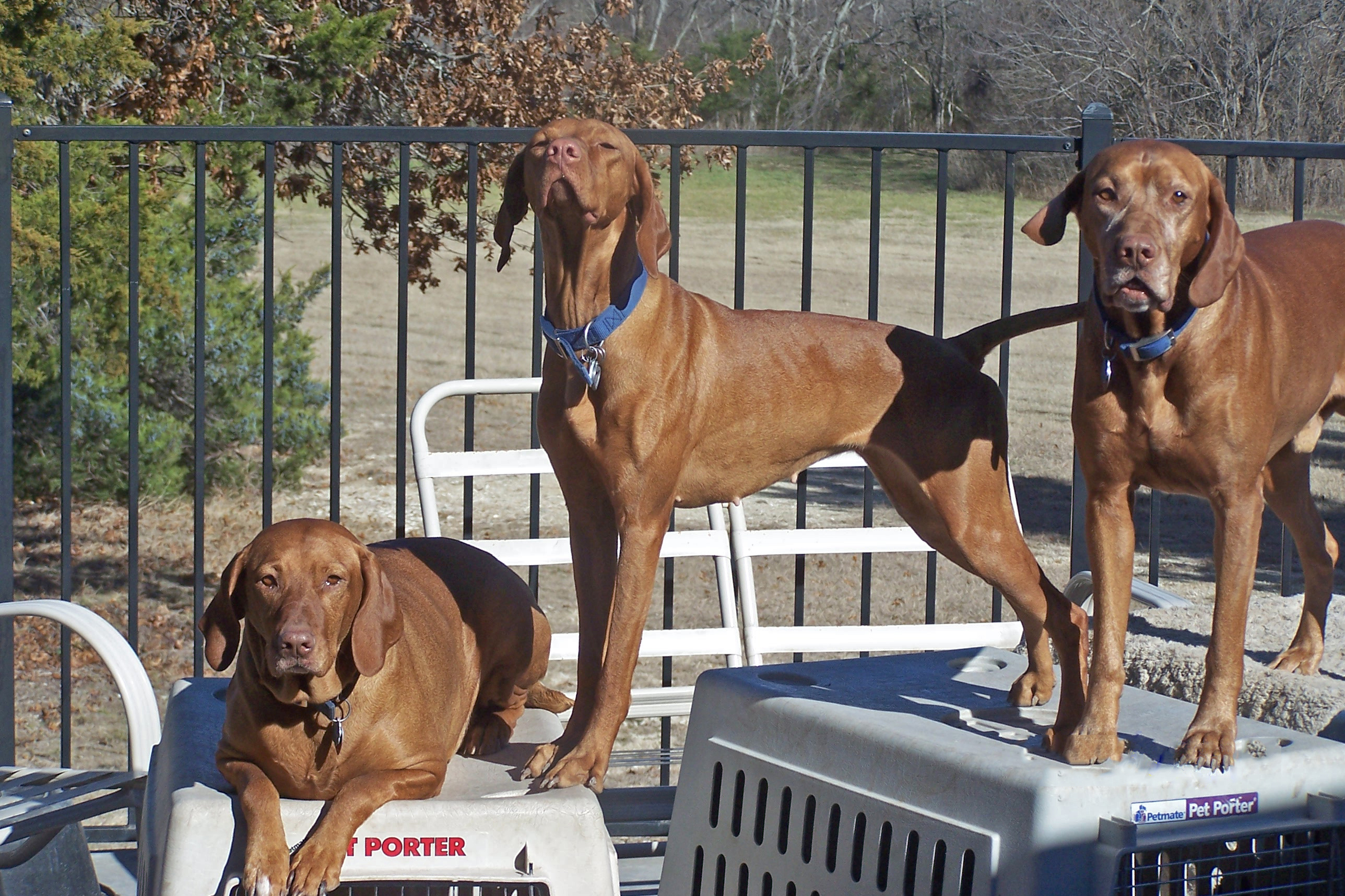 vizsla puppies rescue