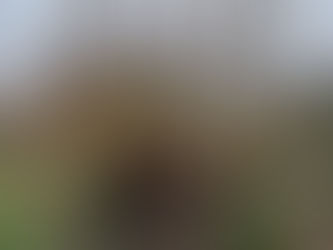 de magische toverboom (wilg) in het Griftpark