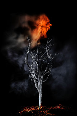 Natures Scream