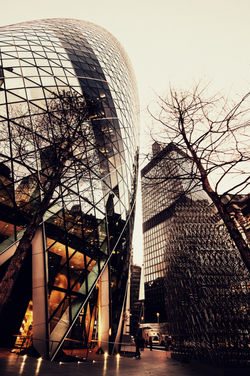 Gherkin Tree