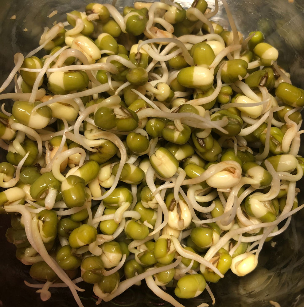 How to sprout moong beans