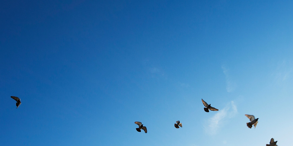 The Flock