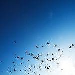The Flock