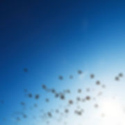 The Flock