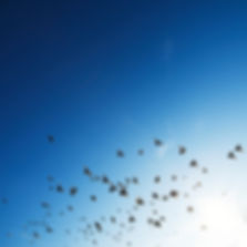 The Flock