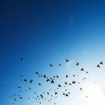The Flock