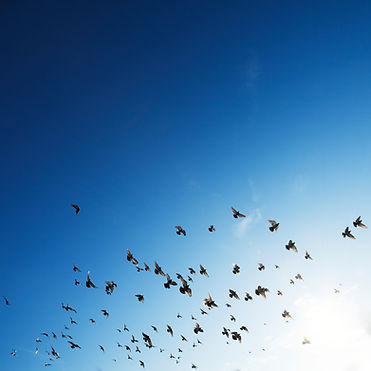 The Flock