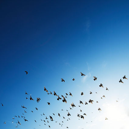 The Flock