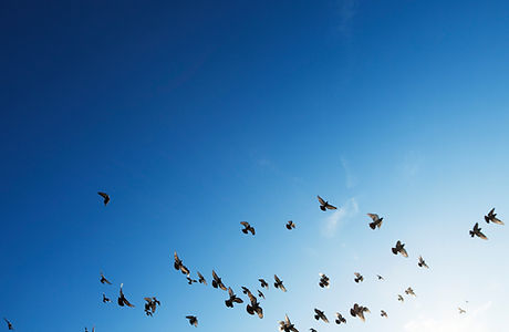 The Flock