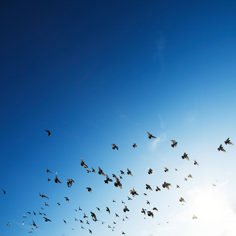 The Flock