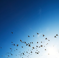 The Flock