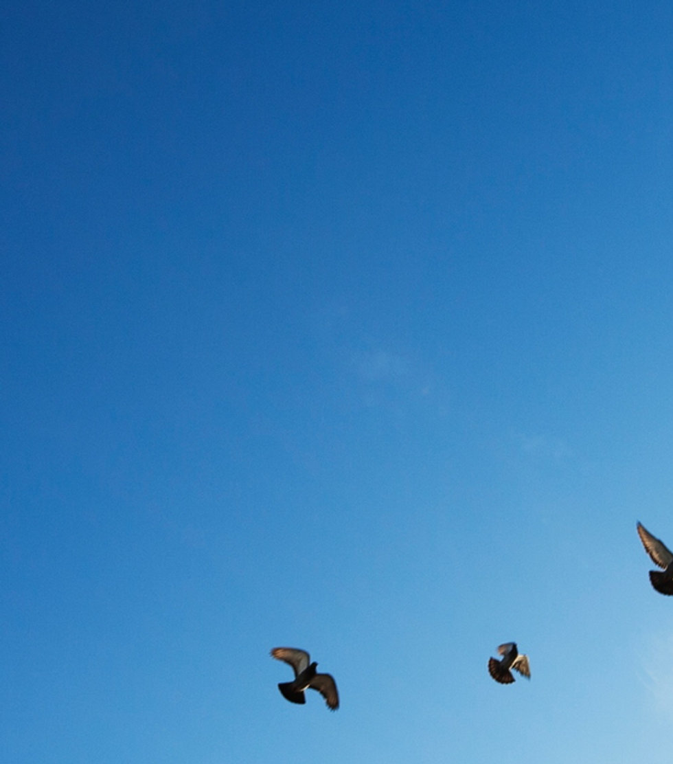 The Flock