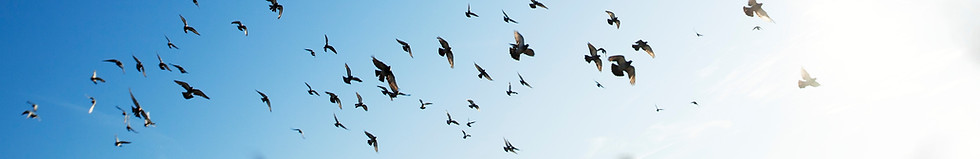 The Flock
