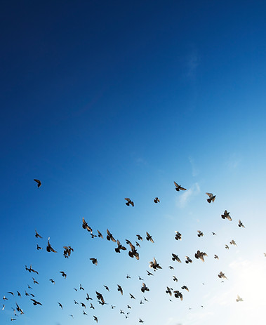 Flock av duvor som stiger mot himlen – symbol för frihet, frid och avslut med omtanke