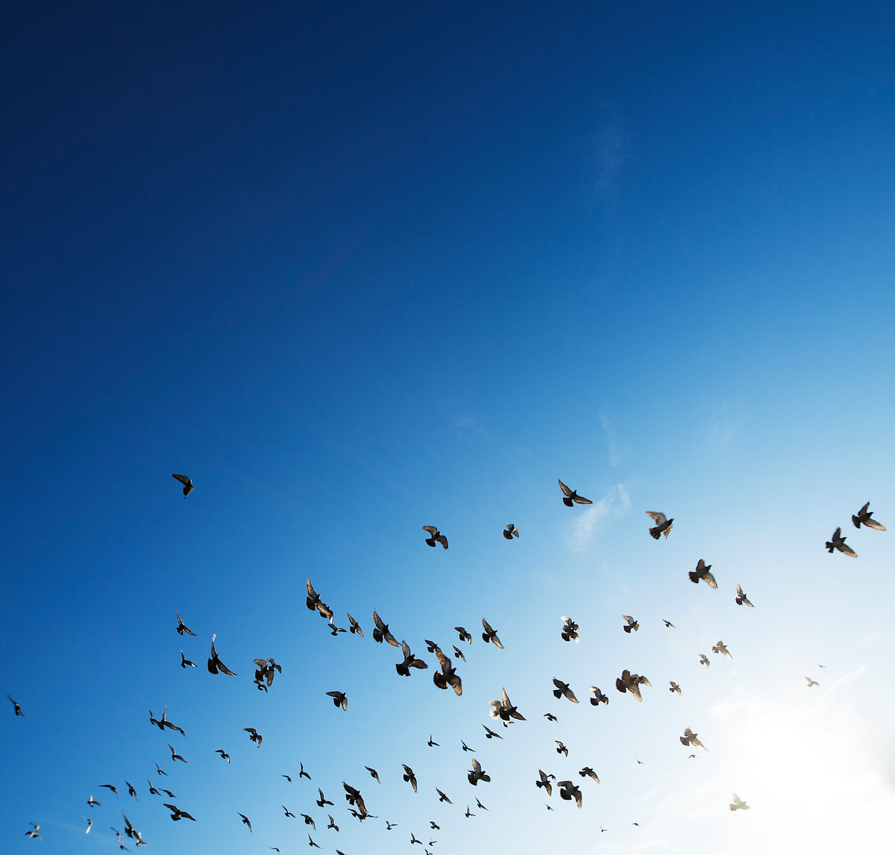 The Flock