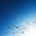 空を飛ぶ鳥の群れ