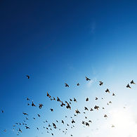 The Flock