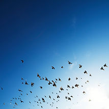 The Flock