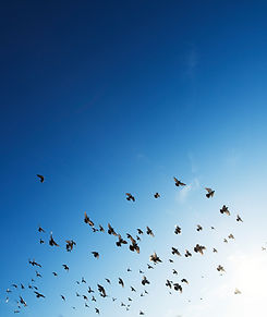 The Flock