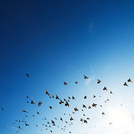 The Flock