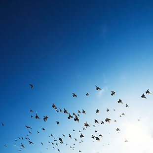 The Flock
