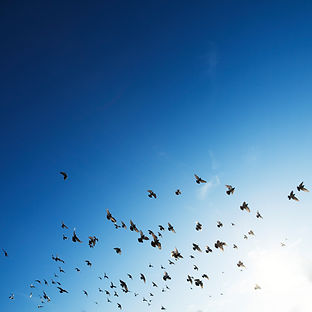 The Flock