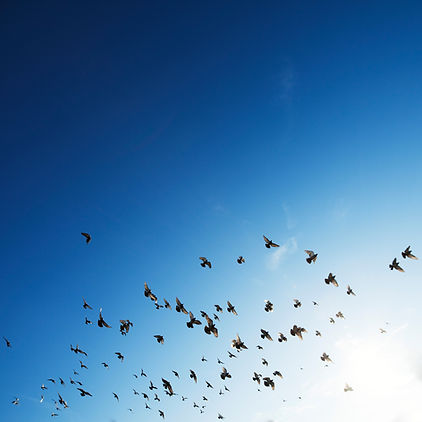 The Flock