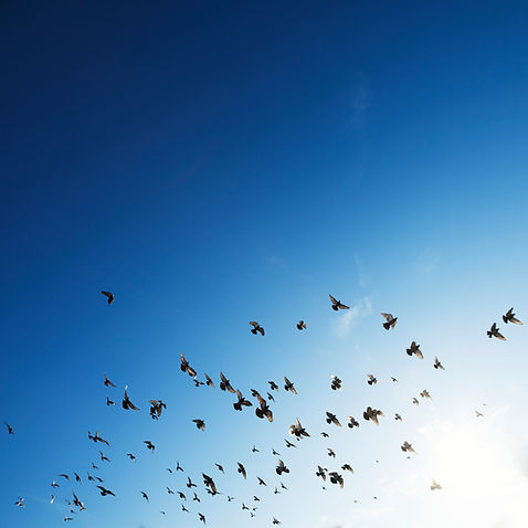 The Flock