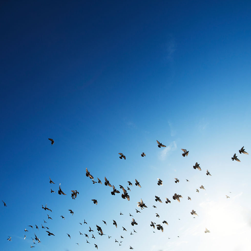 Troupeau d'oiseaux
