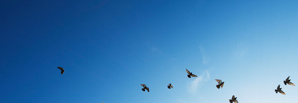 The Flock