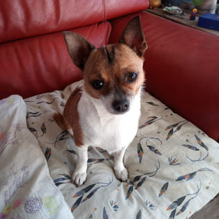 Parrainer un petit chien