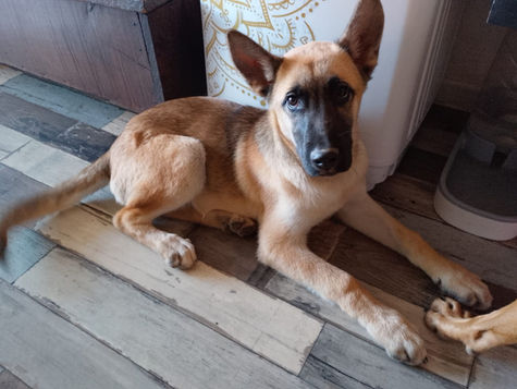 Bébé malinois à adopter